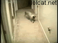 Somersault Cat